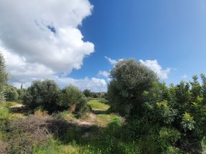 1,563m² Residential Plot for Sale in Aphrodite Hills, Paphos District