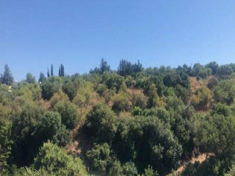 985m² Plot for Sale in Choulou, Paphos District