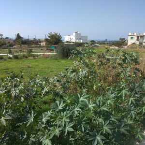 604m² Plot for Sale in Koloni, Paphos District