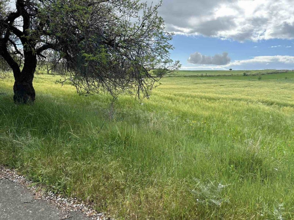 5,039m² Plot for Sale in Anarita, Paphos District