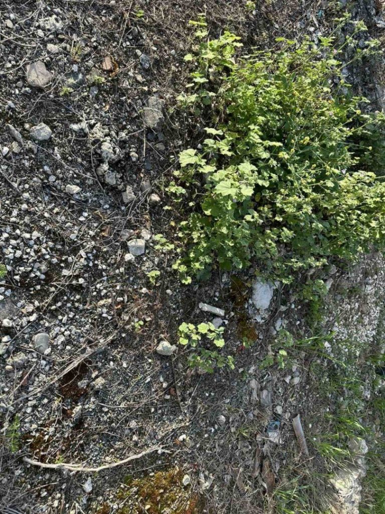 551m² Plot for Sale in Anarita, Paphos District