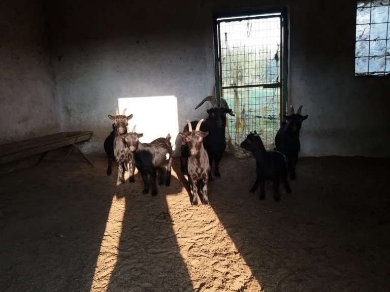 51,088m² Plot for Sale in Moni, Limassol District