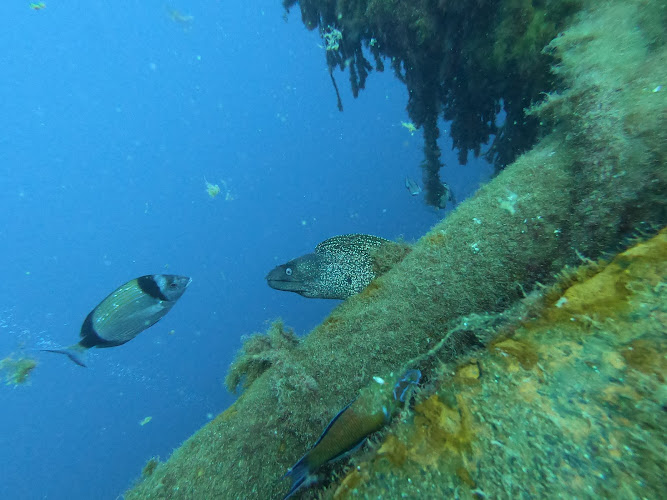 Great Dane Diving
