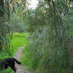 Parks in Nicosia