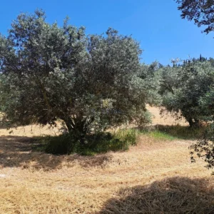 3,500m² Plot for Sale in Aradippou, Larnaca District