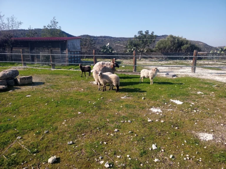 2 Bedroom House for Sale in Asgata, Limassol District