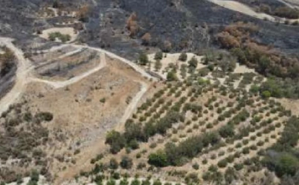 15,915m² Plot for Sale in Giolou, Paphos District