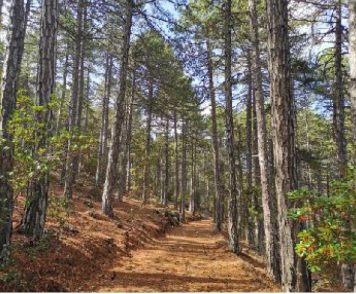 2 Bedroom Apartment for Sale in Prodromos, Limassol District