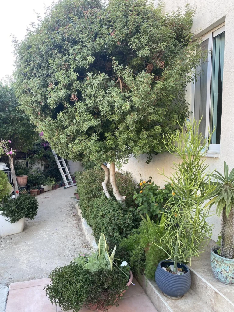 3 Bedroom House for Sale in Limassol – Agios Athanasios