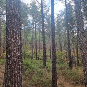 2,007m² Plot for Sale in Pano Platres, Limassol District