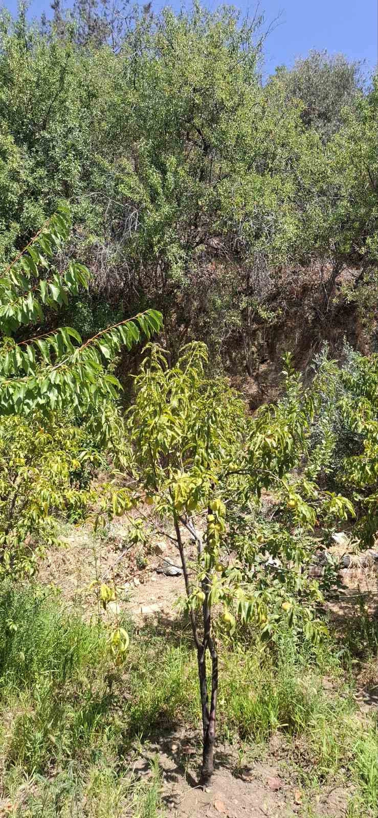 2 Bedroom House for Rent in Zoopigi, Limassol District