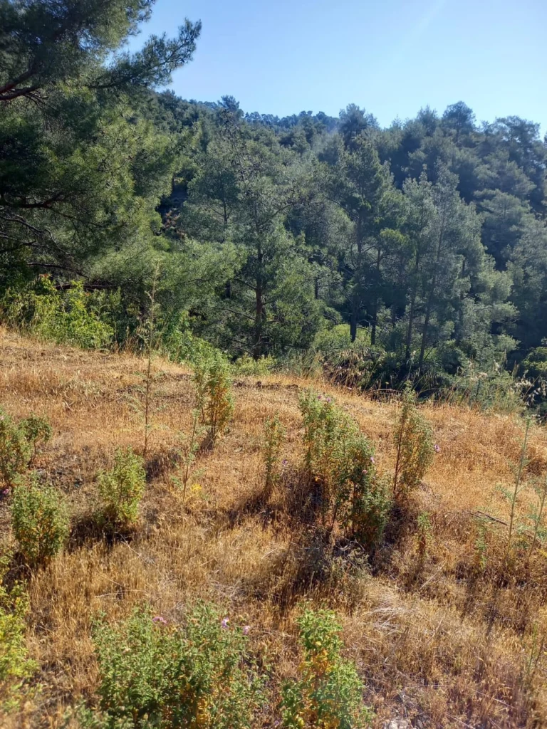 1,440m² Plot for Sale in Moniatis, Limassol District