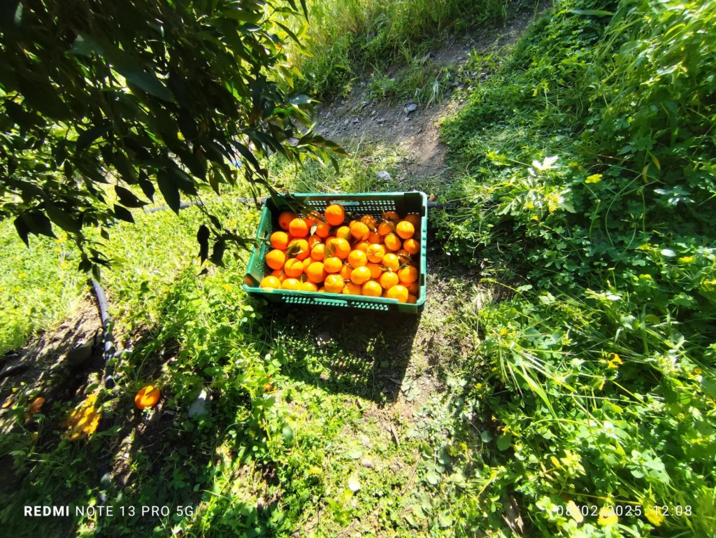 2,066m² Plot for Sale in Dierona, Limassol District