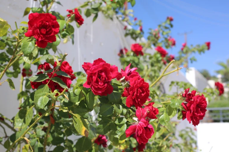 3 Bedroom House for Sale in Paphos District