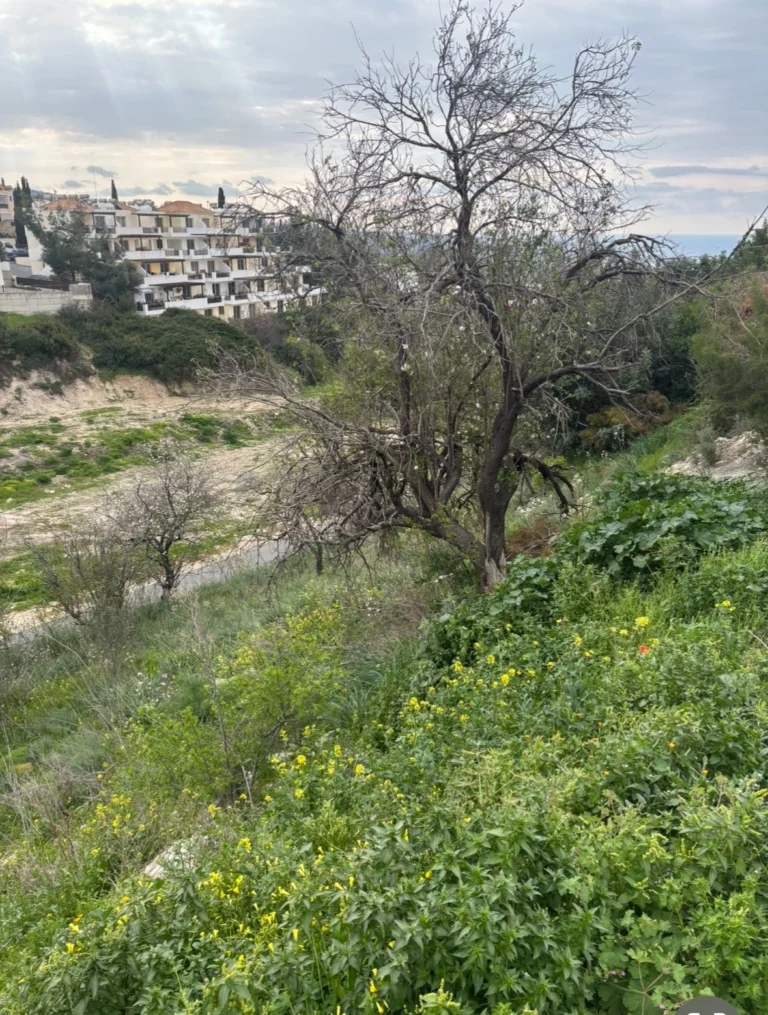 1,273m² Plot for Sale in Pegeia, Paphos District